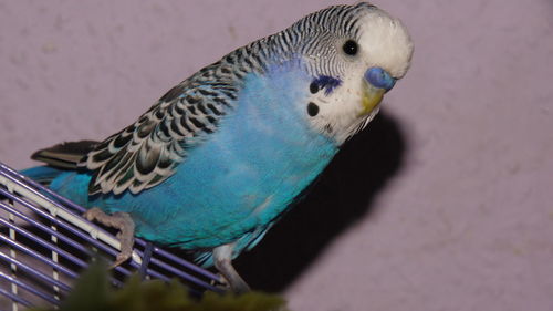 Close-up of bird perching on blue wall