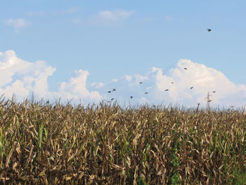 Crops growing on field against sky