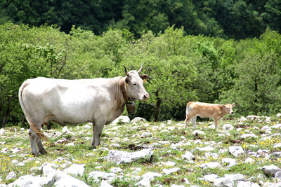 Cows grazing on field