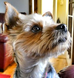 Close-up of dog looking away