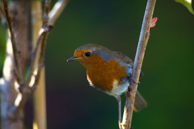 Close-up of bird perching on branch