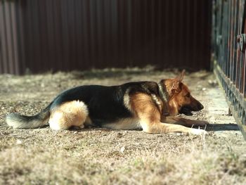 Dog sleeping