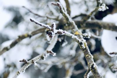 Close-up of frozen branch