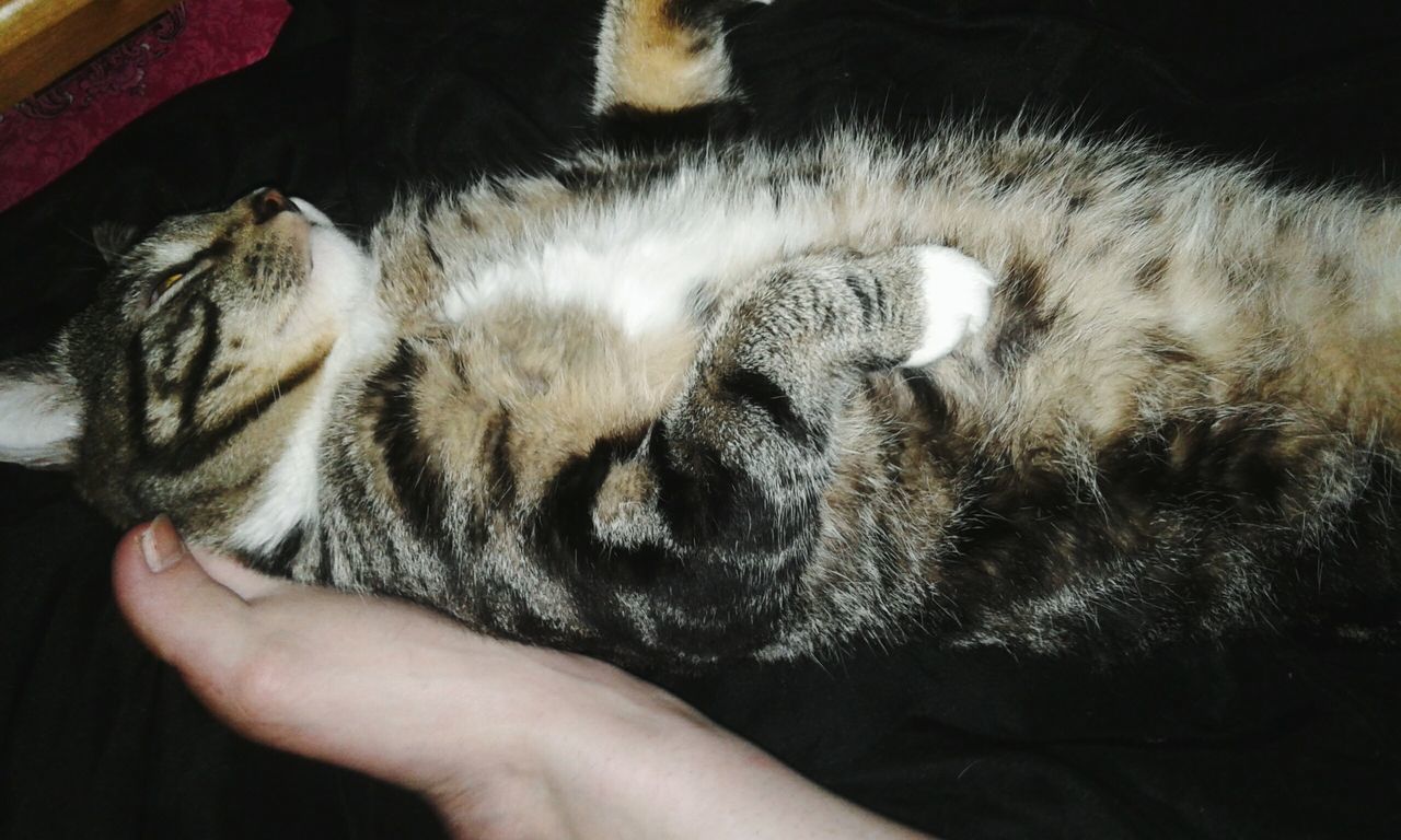 CLOSE-UP OF CAT SLEEPING ON HUMAN HAND