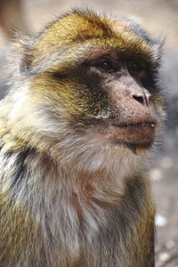 Close-up of a monkey