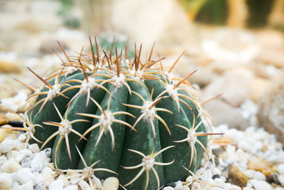 Close-up of cactus growing on potted plant