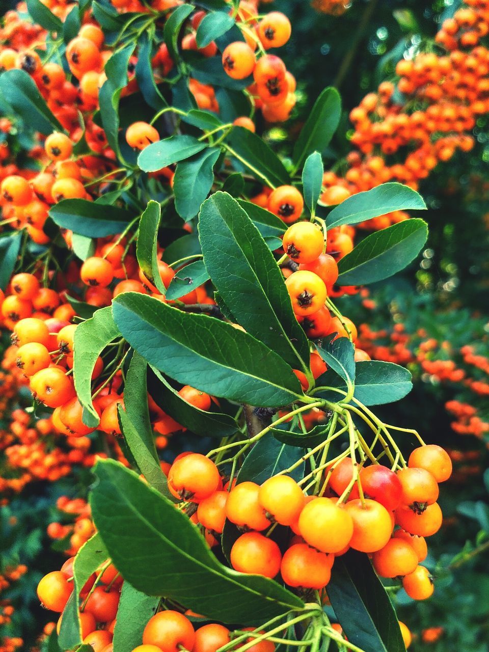 leaf, growth, plant, food and drink, fruit, green color, no people, nature, day, freshness, food, outdoors, rowanberry, beauty in nature, close-up, tree