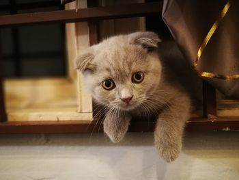 Close-up portrait of kitten on floor at home