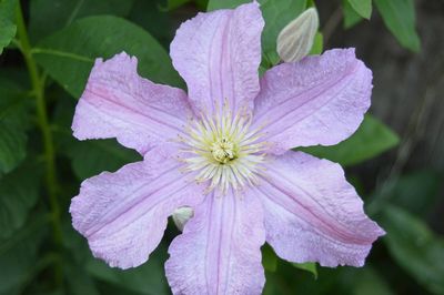 Close-up of pink flower