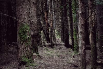 Trees in forest