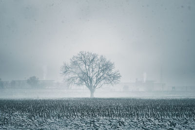 Bare tree on field against sky during winter