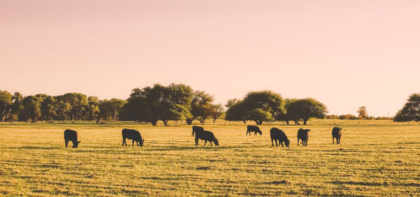 Horses on field