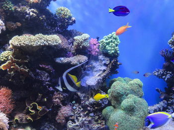 Fish swimming in sea near corals