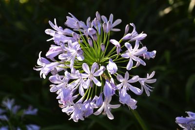 Close-up of purple flowers blooming