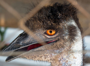 Close-up of a bird