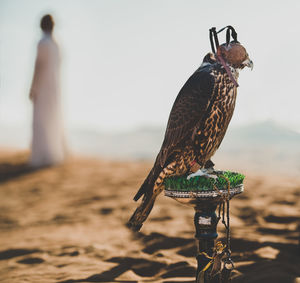 Close-up of bird perching outdoors