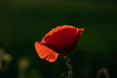 Close-up of orange poppy