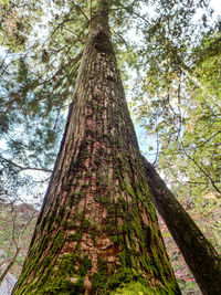 Low angle view of trees against sky