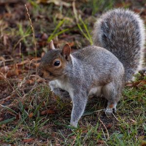 Close-up of squirrel