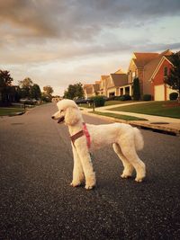 Dog walking on road