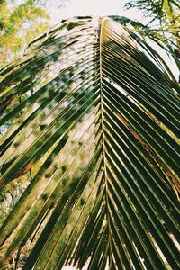 Low angle view of palm leaves