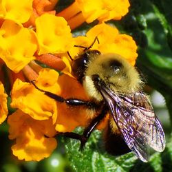 Close-up of bee pollinating on yellow flower