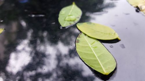High angle view of water lily leaves floating on lake