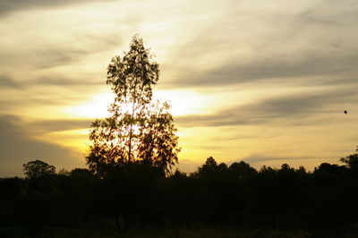 Low angle view of trees against sky during sunset