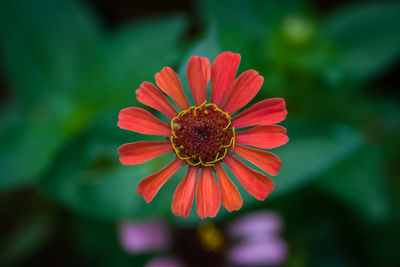 Close-up of red flower