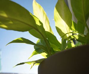 Low angle view of plant against clear sky