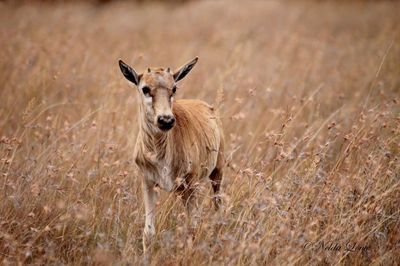 Portrait of lion on field