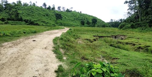 Scenic view of road amidst trees against sky