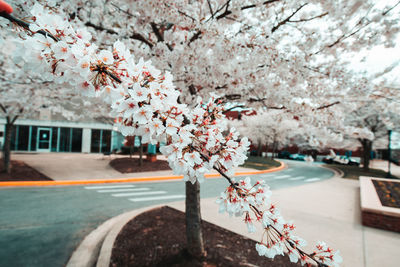 Cherry blossoms in spring