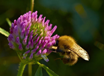 Macro shot of bumblebee pollinating on pink flower