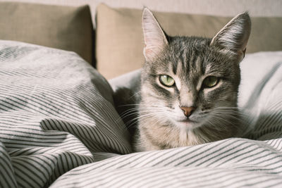 Close-up portrait of cat relaxing on bed