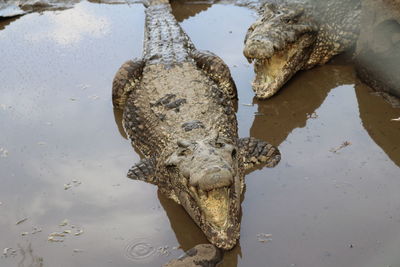 Close-up of crocodile swimming in lake