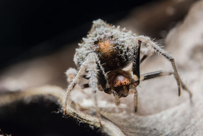 Close-up of spider