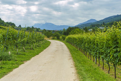 Scenic view of vineyard against sky