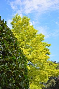 Low angle view of tree against sky