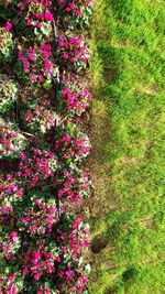 Pink flowers blooming in grass