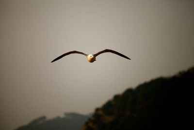 Close-up of bird flying against clear sky