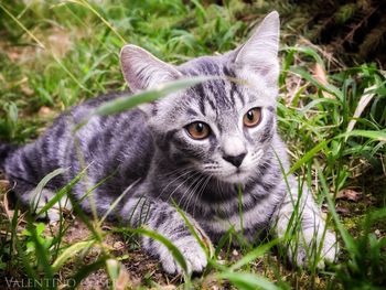 Close-up portrait of cat on grass