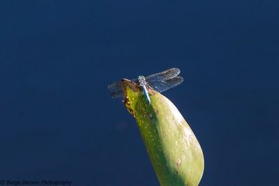 Close-up of insect on leaf against blue sky