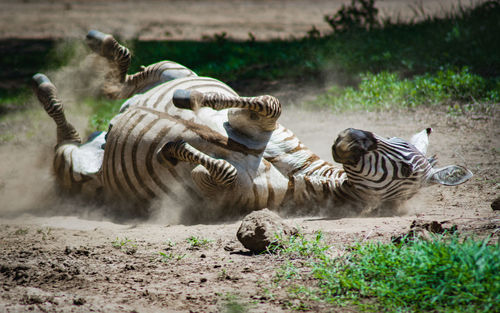 View of zebras