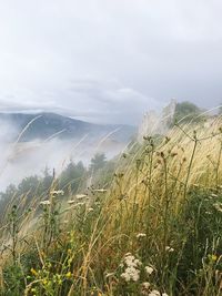 Scenic view of landscape against sky