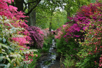 Blossoming trees in garden