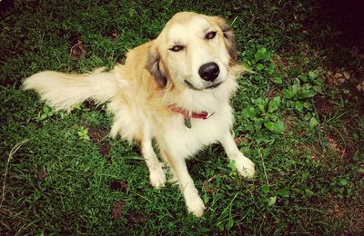 Dog standing on grassy field