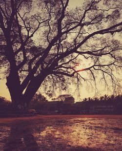 Silhouette bare trees on field against sky