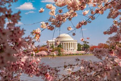 Historic building seen through of cherry blossom tree