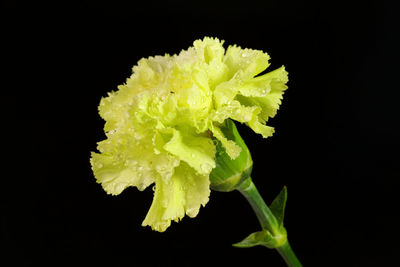 Close-up of green plant against black background